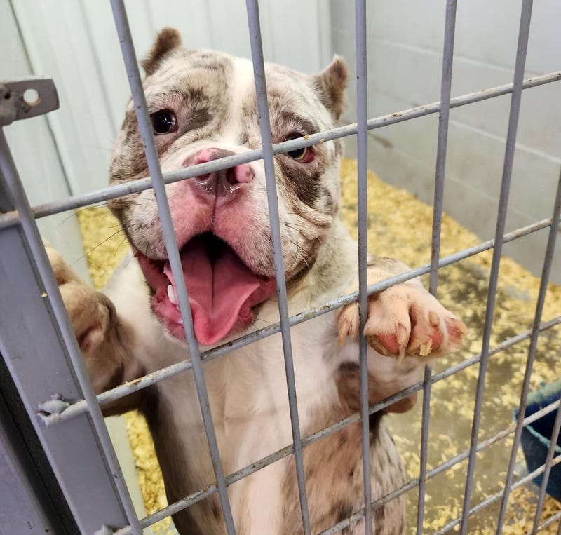 dog in pen
