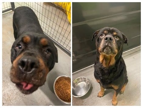 Dogs left abandoned in East Deer Township