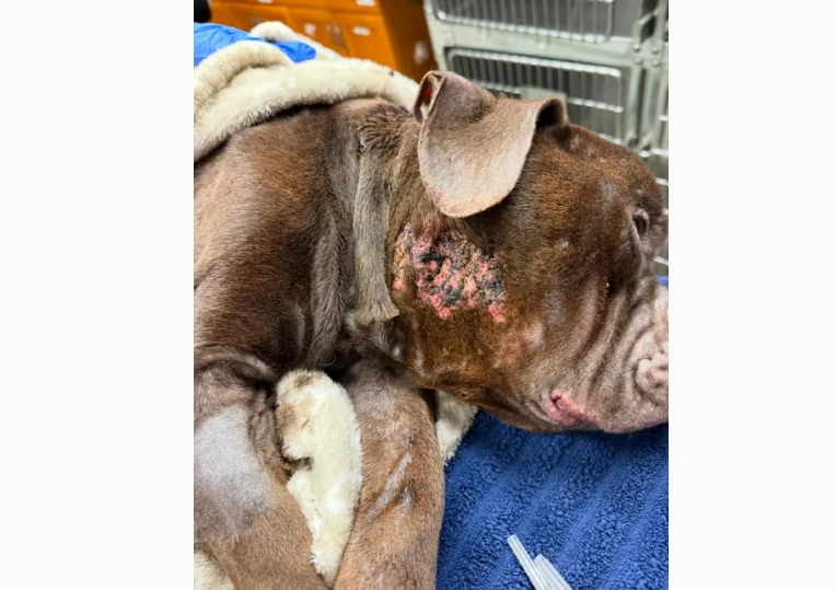 The Suffolk County Society for the Prevention of Cruelty to Animals is offering a $3,000 reward for the death of a dog found with “severe injuries” in Smithtown.