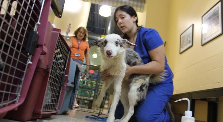 animal shelter employee kneels on ground near dog