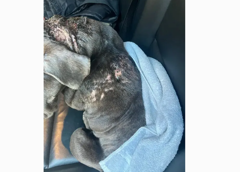 The Suffolk County Society for the Prevention of Cruelty to Animals is offering a $3,000 reward for the death of a dog found with “severe injuries” in Smithtown.