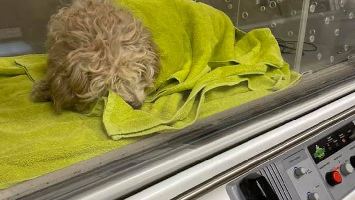 Miracle: Little dog rescued after four days stuck on the icy Detroit River [PHOTOS]