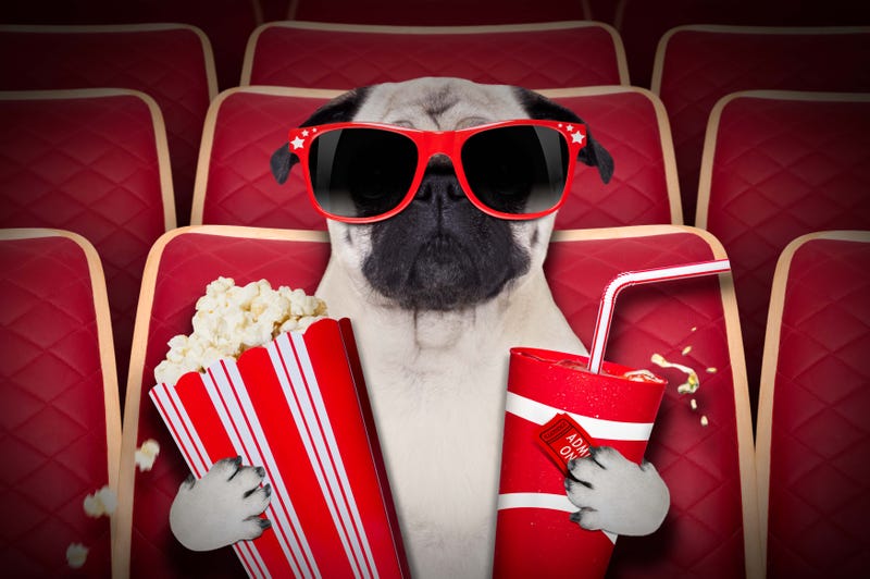 A dog watching a movie with popcorn