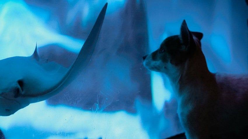 Local pets take day trip to Sea Life