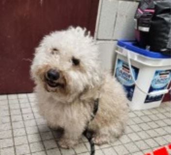 A dog, believed to be a 2-year-old Bichon Frise, was found abandoned in a New Jersey dumpster on Tuesday.