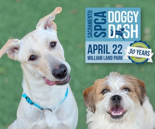 SAC SPCA