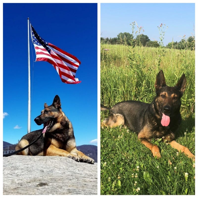 K-9 officers Duke and Diesel 