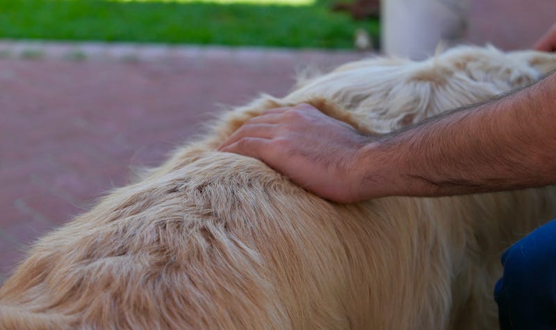 Dog being pet by a man