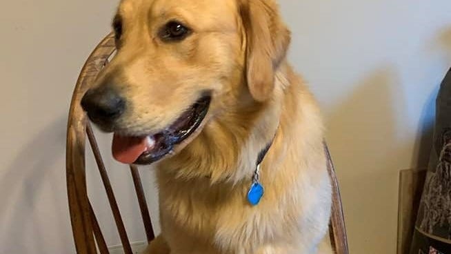 Dog that was in carjacked vehicle in south suburbs found