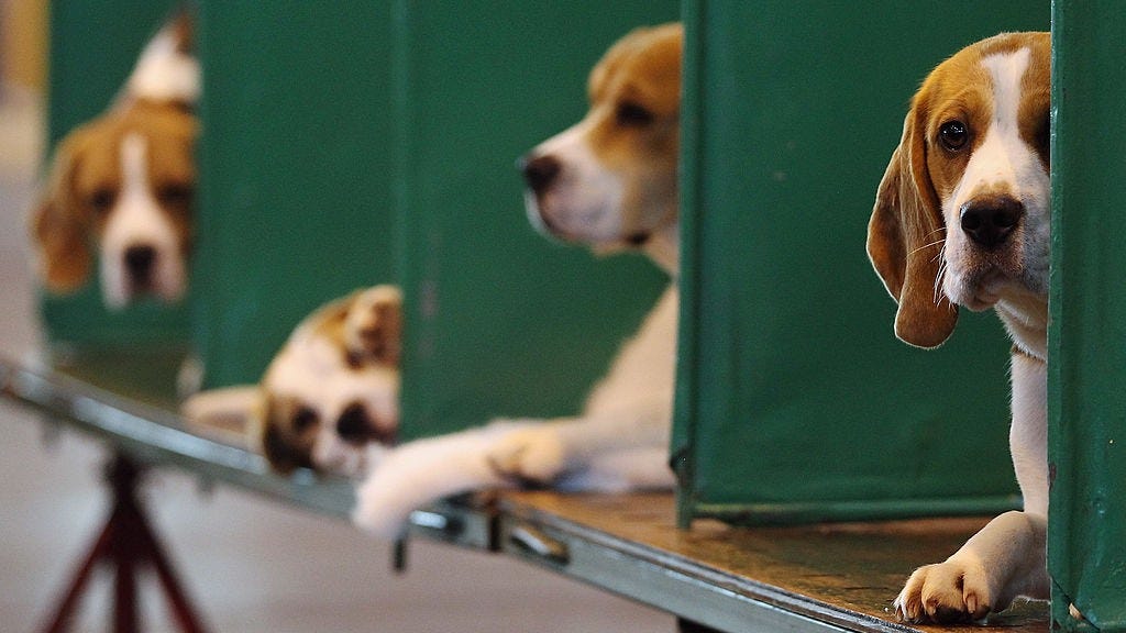 Kennel cough outbreak in Florida has some worried