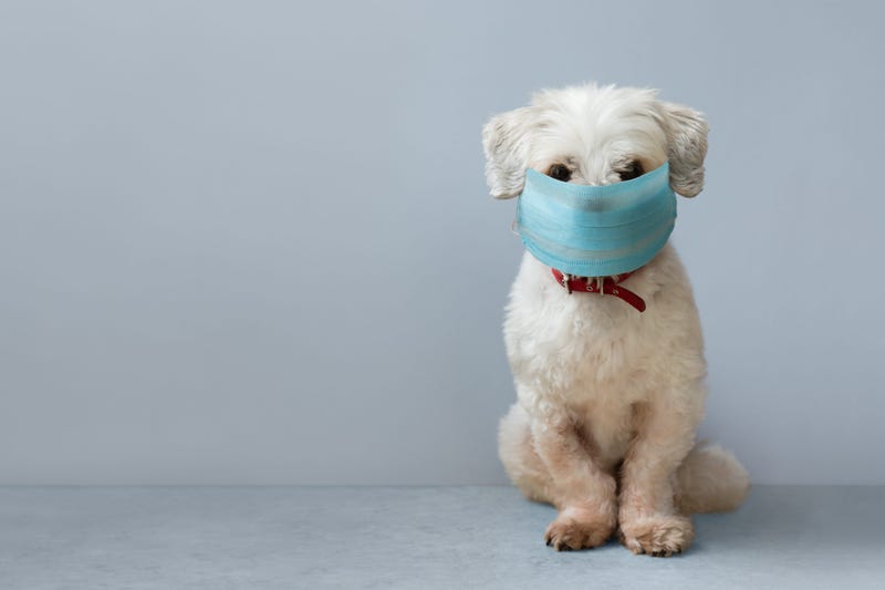 Small Masked Dog