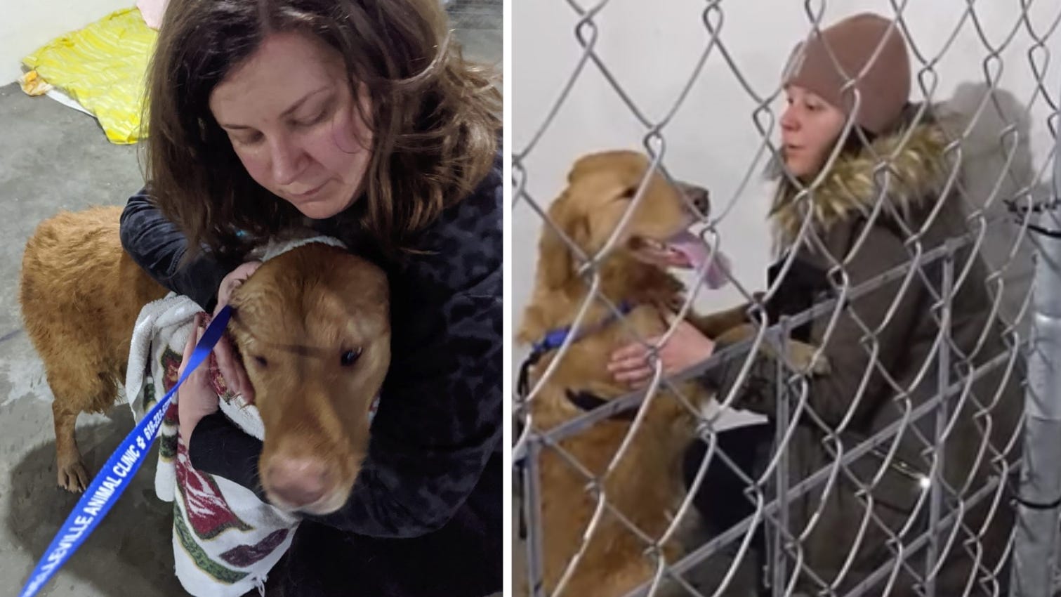 WATCH: Dog missing for nearly a year in St. Louis area woods finally reunited with owner