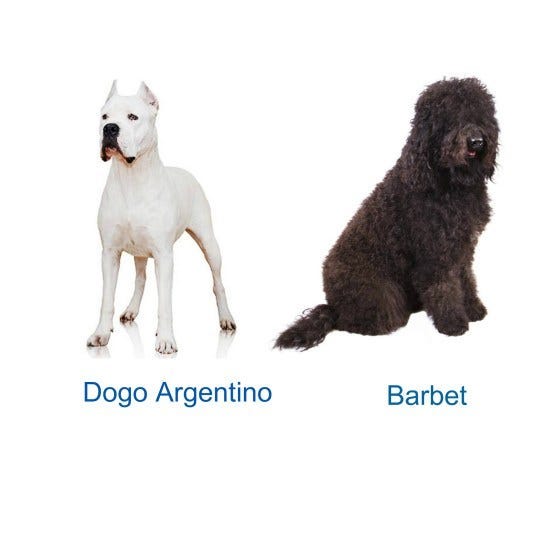 Dog, New Dog Breed, American Kennel Council
