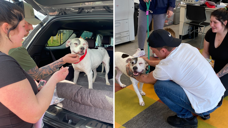 "Forty," a pit bull that had been stolen from it's owner's yard nearly 11 years ago has been reunited with its original family