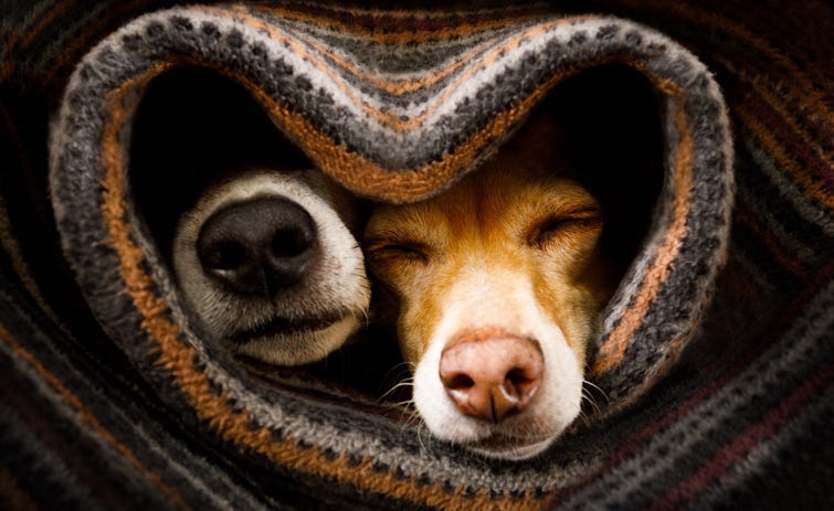 Dogs