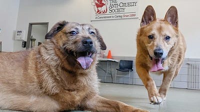 Jack and Jill: best friends with a special bond and in need of a forever home