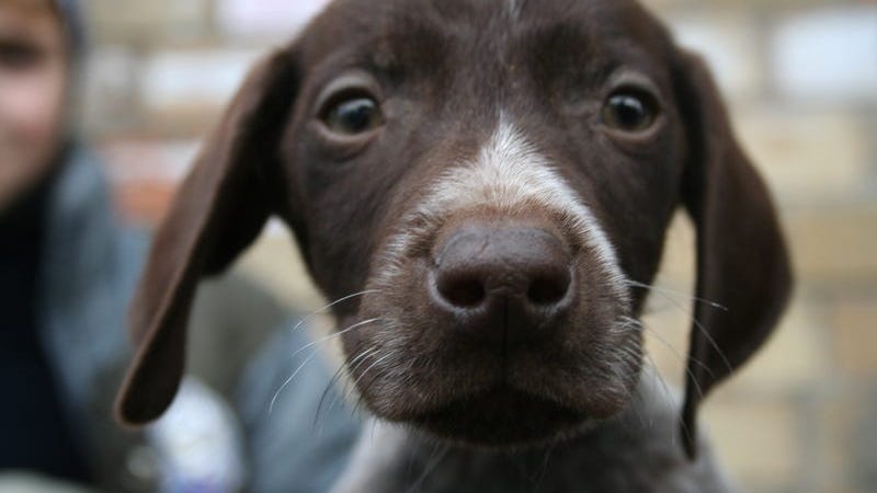 These Are the Top Dog Names of 2020
