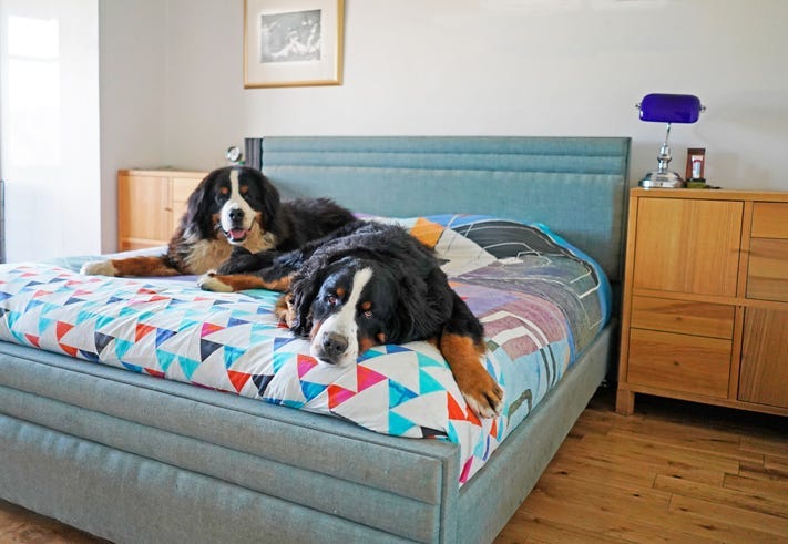 dogs in bed