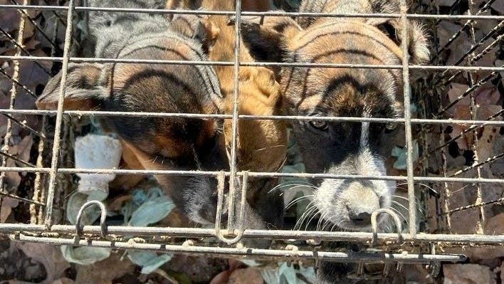 dogs in cage/kennel