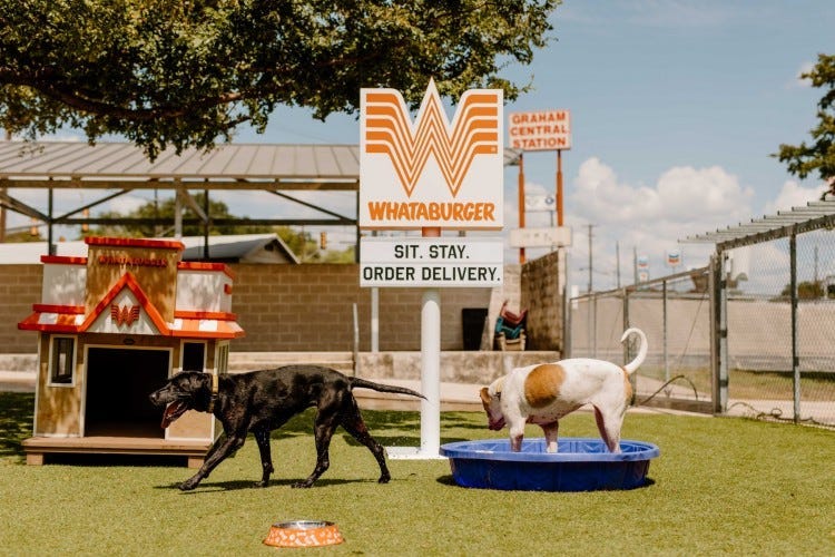 Dogs at an adoption event sponsored by Whataburger in San Antonio.
