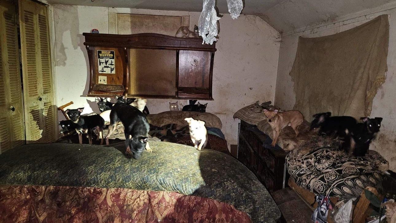 Animal shelter starts fundraiser for 43 dogs rescued from hoarding situation in Northwest Indiana