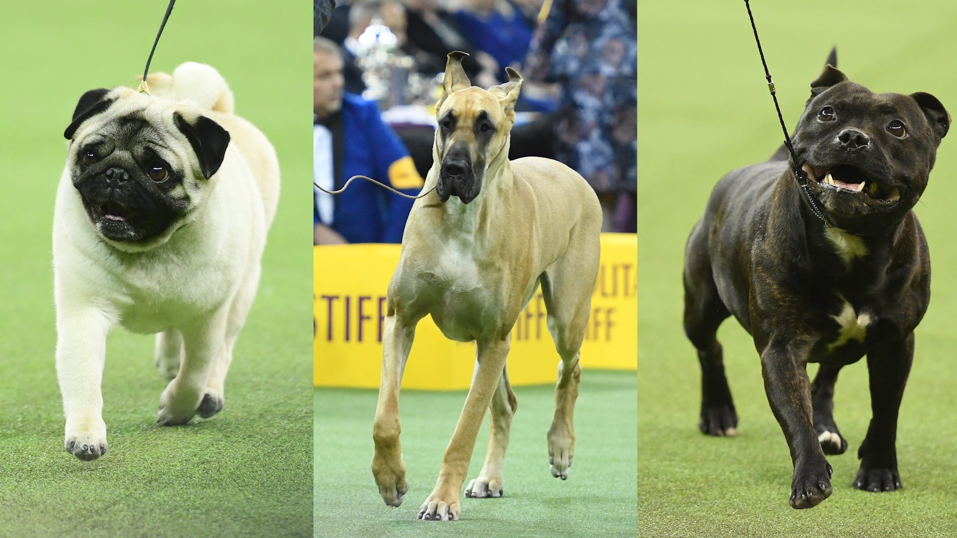 7 Adorable Dogs Who Lost at Westminster But Won Our Hearts