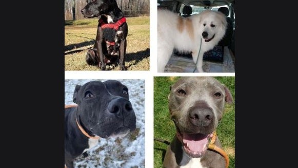 Stolen rescue dogs recovered, but search is on for thieves after break-in at Make A Difference Rescue in Detroit