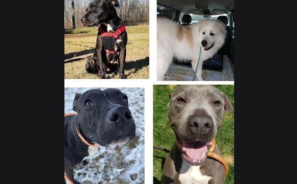Make A Difference Rescue