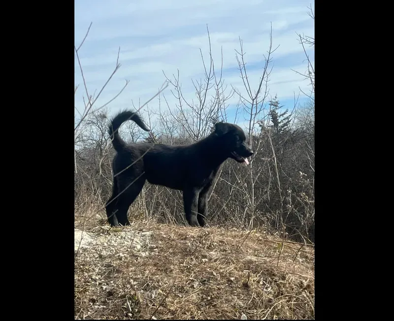 foster dog Buzz