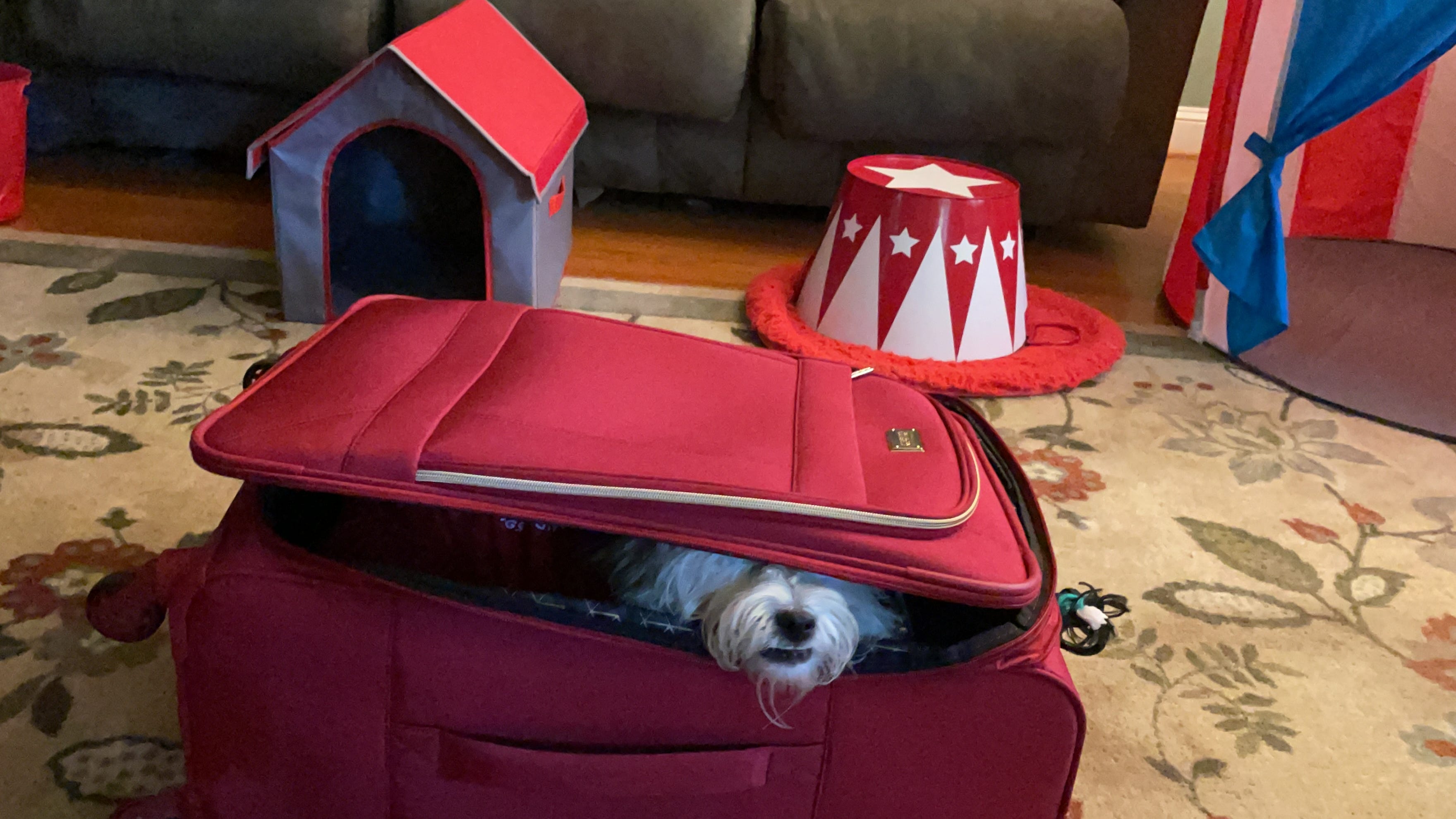 WATCH: St. Louis dog featured on Jimmy Fallon with hilarious ability to pack a suitcase