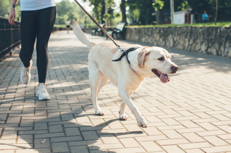 dog walking