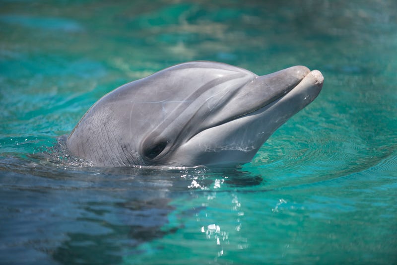 Dolphin