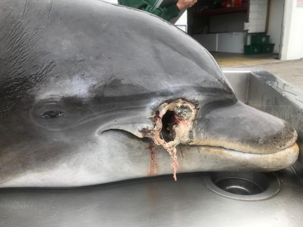 CBS News via FLORIDA FISH AND WILDLIFE CONSERVATION COMMISSION
