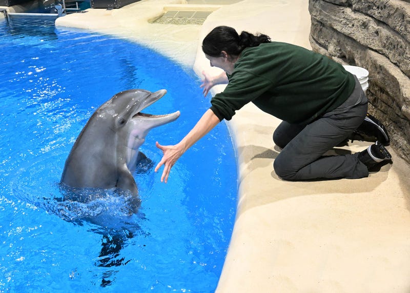 dolphin