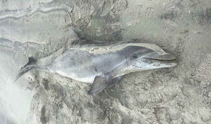 A dead bottlenose dolphin that washed ashore in Avalon on Monday.