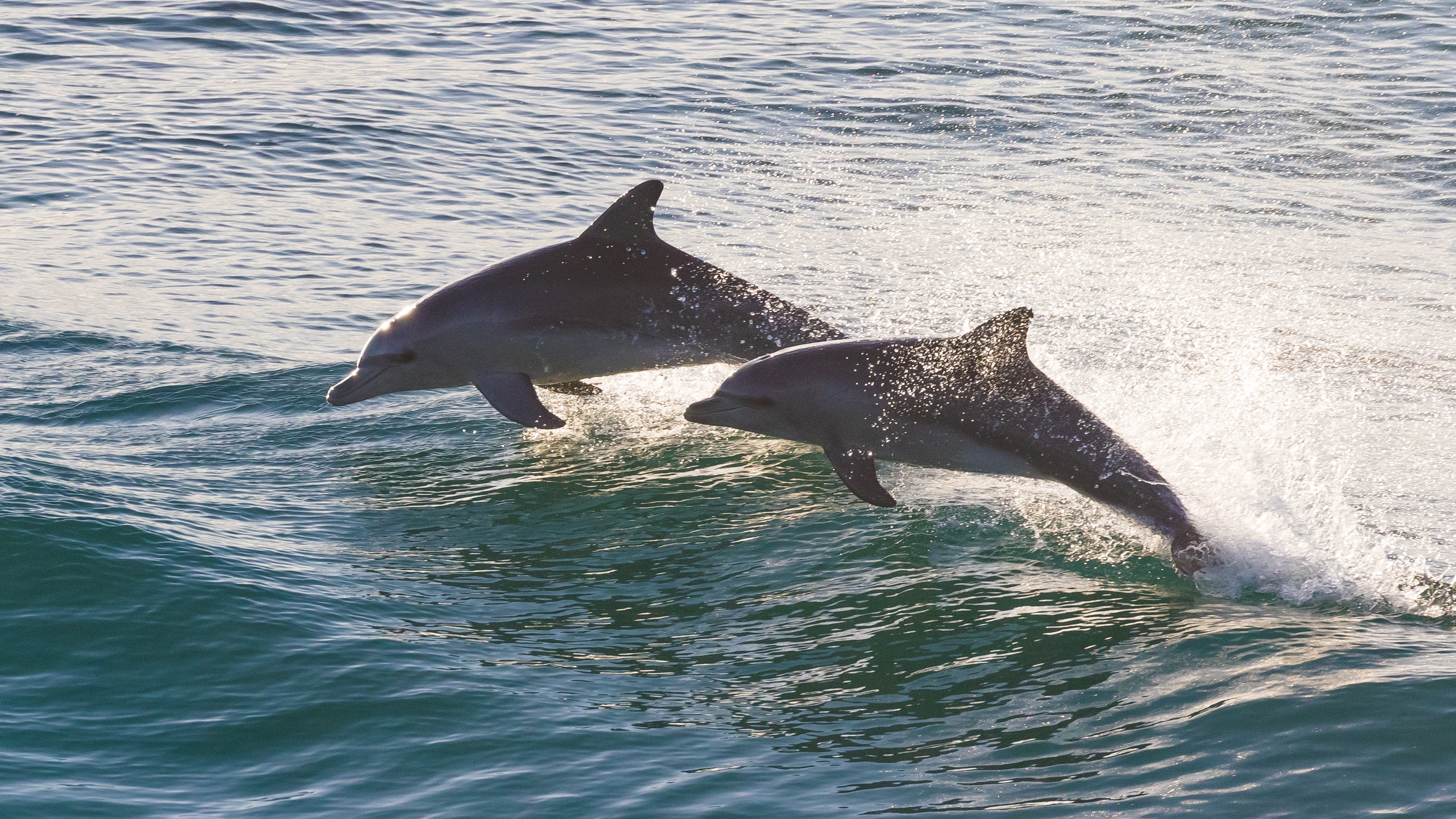 Prehistoric dolphin discovered miles away from ocean