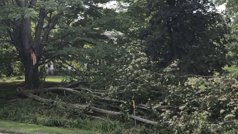 One of many huge tree limbs grounded by Tropical Storm Isaias, Hampton, CT