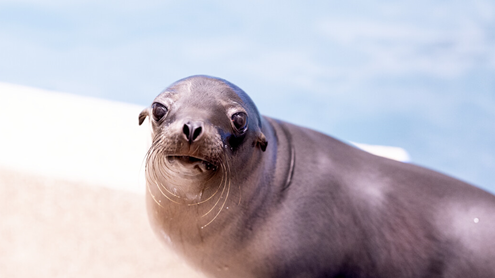 Baby sea lion and his dad settling right in at Shedd Aquarium