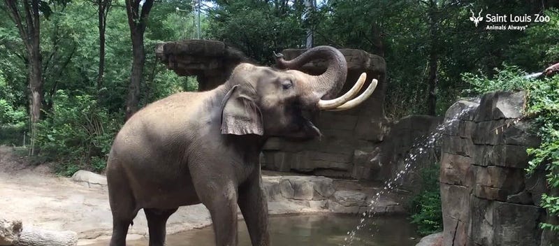 St. Louis Zoo 