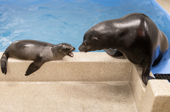 Kenney and Laguna