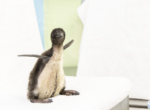 Shedd Aquarium