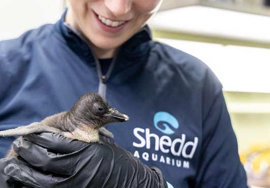 Shedd Aquarium