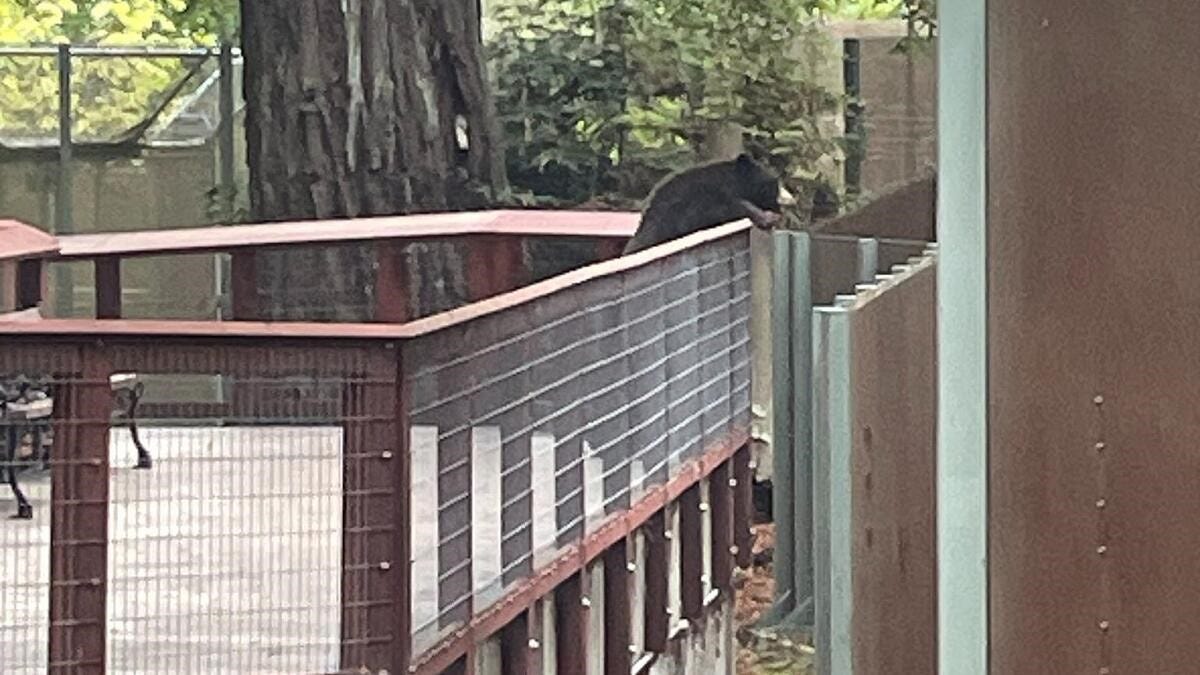 Wild bear wanders into California zoo and briefly joins resident bears