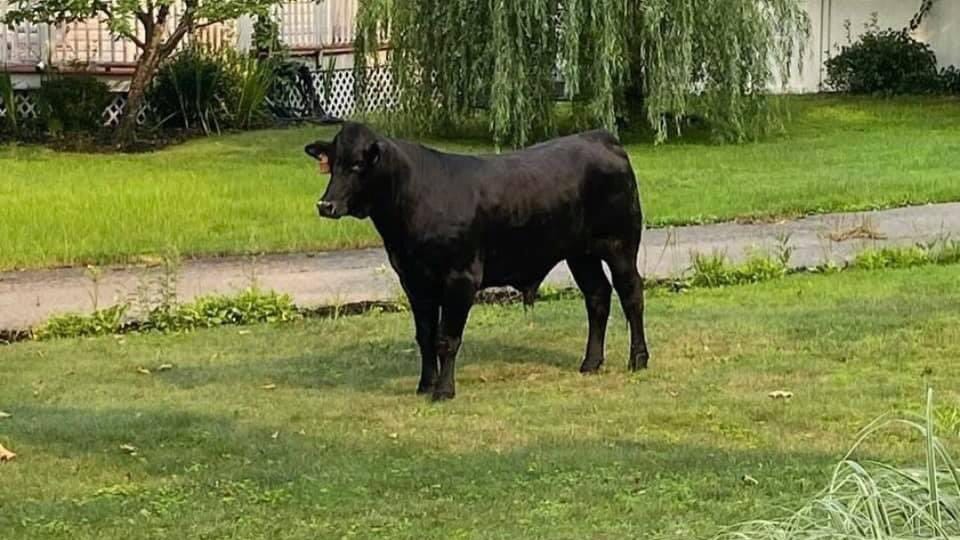 VIDEO: Loose bull shuts down part of highway, sets off hourslong search
