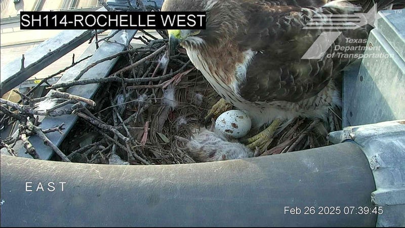 Rochelle tends to her one egg in the TxDOT traffic cam