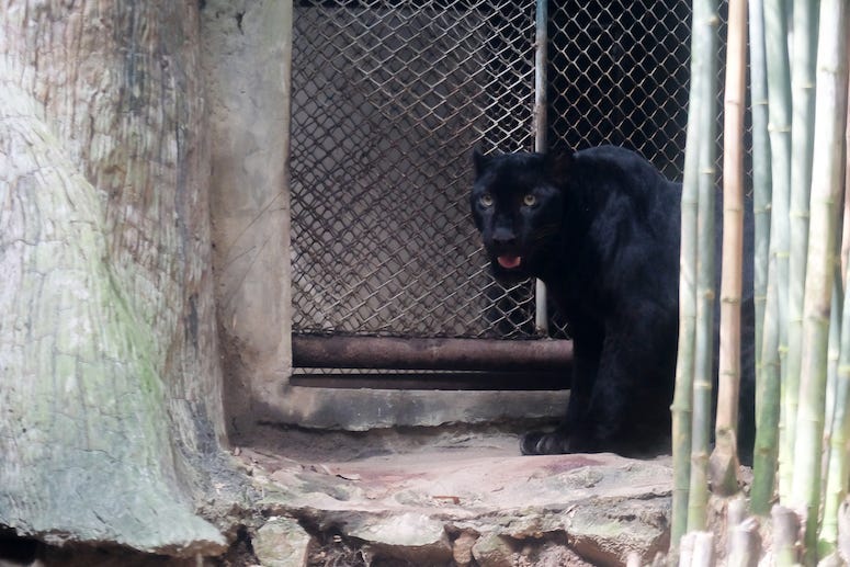 Young Jaguar, Zoo, Fence, Thailand
