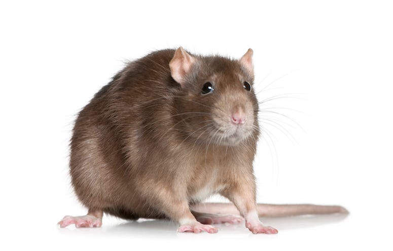 Rat, Isolated, White Background