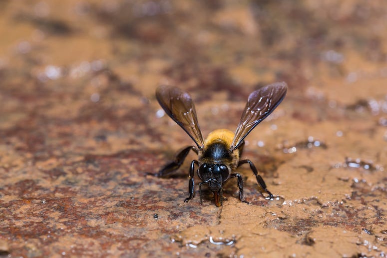 Giant, Honey Bee, Nature, Close