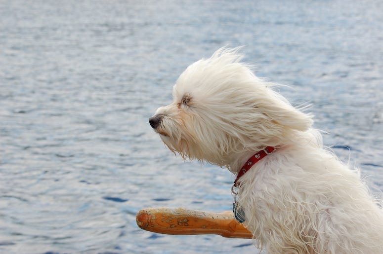 Dog, Windy, Riding Boat