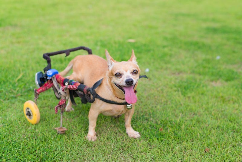 Dog with wheelchair